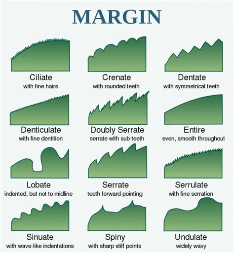 leaf margin : Biological Science Picture Directory – Pulpbits.net