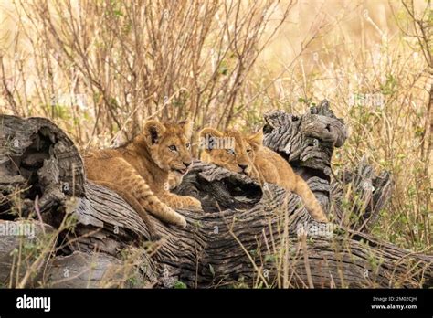 Lion cub playing Stock Photo - Alamy