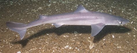 Spiny dogfish - Wikipedia