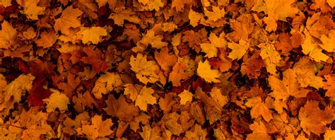 Fallen Leaves Wallpaper 4K, Autumn, Maple leaves, Texture