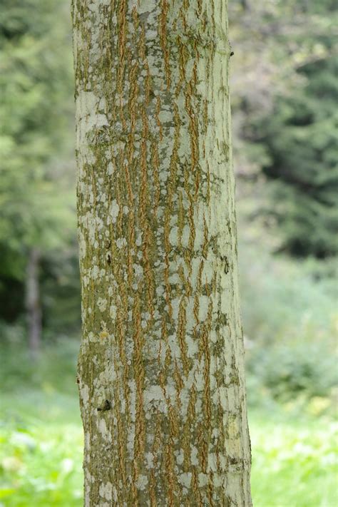 Tree Wood Identification App at Robert Motley blog