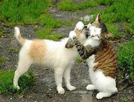 Cat+Dog hug - Animals Photo (31828045) - Fanpop