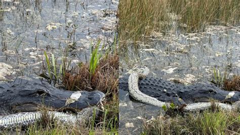 Dangerous Fight Between Python And Crocodile Goes Viral; Who Do You Think Will Win The War?