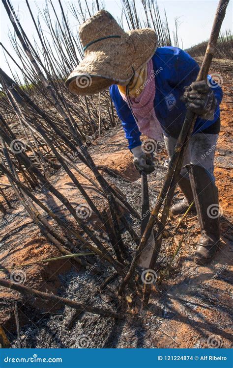 Worker in Sugar Cane Harvesting Editorial Stock Image - Image of 2008, sugar: 121224874