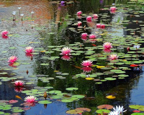 Water Lily Pond in Sarona, Tel Aviv - Israel | Water art, Lily pond, Lily painting