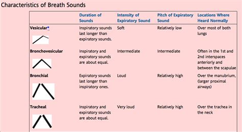 Bronchial Breath Sounds Causes - Katherine Taylor