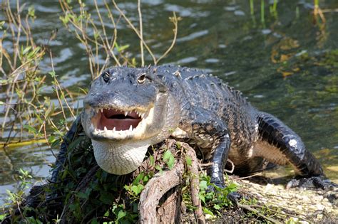 Everglades National Park, Wildlife Tourism in Florida - Traveldigg.com