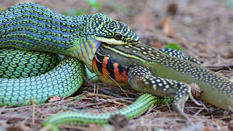 Python Snake Eating Lion - img-Abha