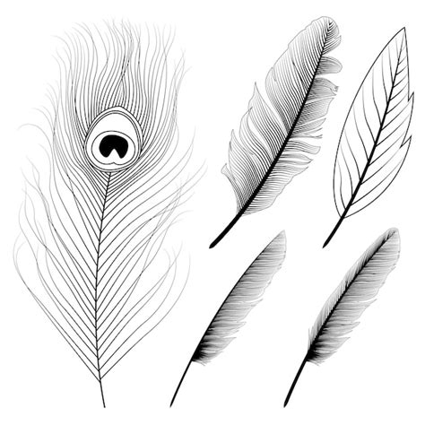 Premium Vector | Peacock feather Coloring pages