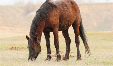 Types of Hobbles for Horses - Helpful Horse Hints