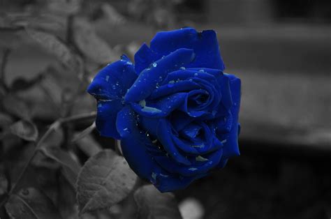 Blue Rose HD Wallpapers - Top Free Blue Rose HD Backgrounds - WallpaperAccess