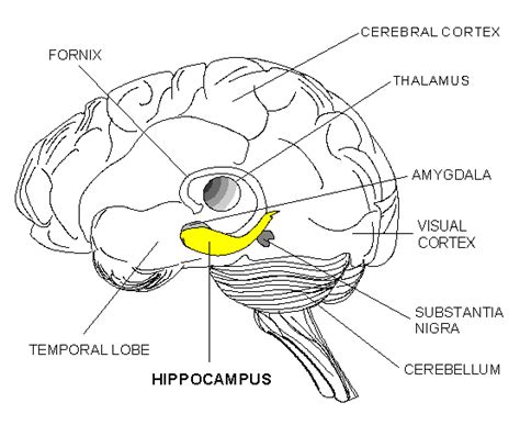 Rom Phra Khun: The Mainline Hippocampus