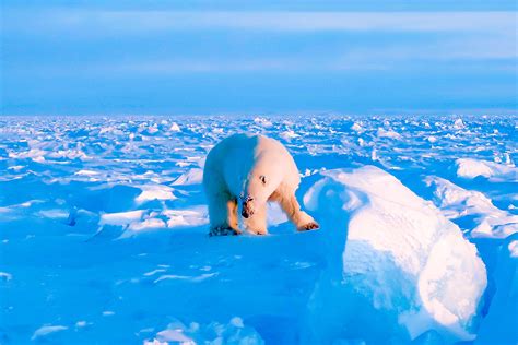 Polar Bear Hunt | Nanuq Polar Bear | Arctic Expeditions