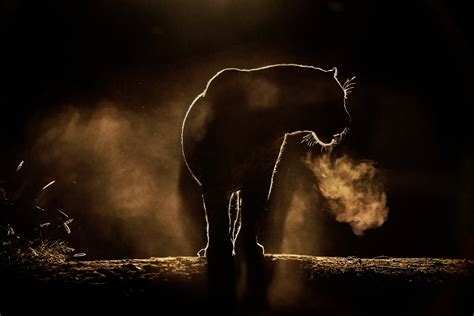 500px ISO » Beautiful Photography, Incredible Stories » wildlife photography