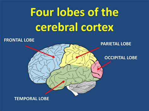 Four lobes of the cerebral cortex