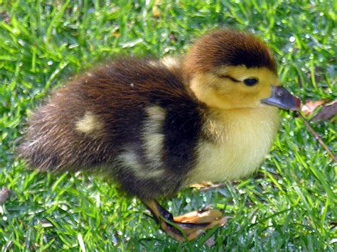 File:Parrulo -Muscovy duckling.jpg - Wikipedia