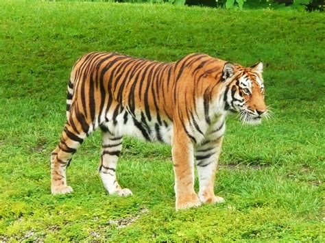 Awesome Collection Wallpaper: Bengal Tiger Wallpapers