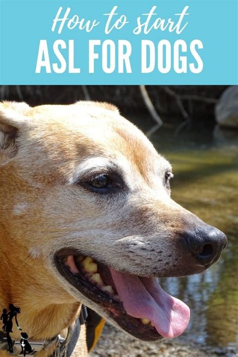 ASL for dogs: How to start teaching your dog American Sign Language cues -- and why our family ...