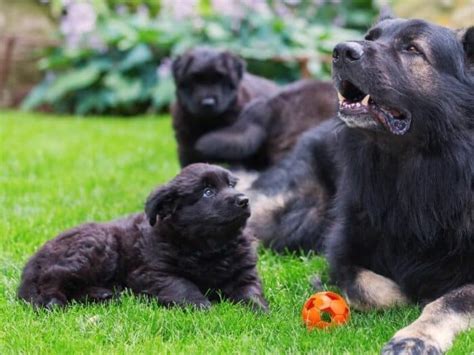 Black German Shepherd Puppies – A Guide To This Rare Breed