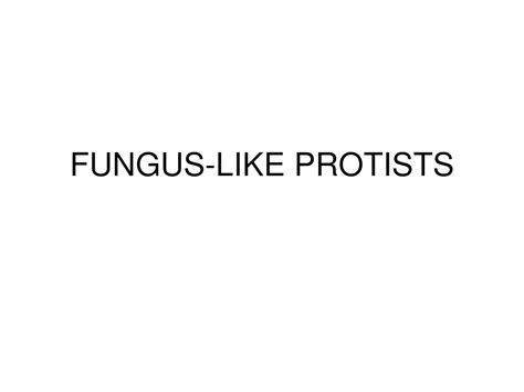 PPT - FUNGUS-LIKE PROTISTS PowerPoint Presentation, free download - ID:545198