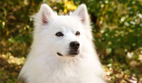 American Eskimo Breed Information - Vetstreet | Vetstreet