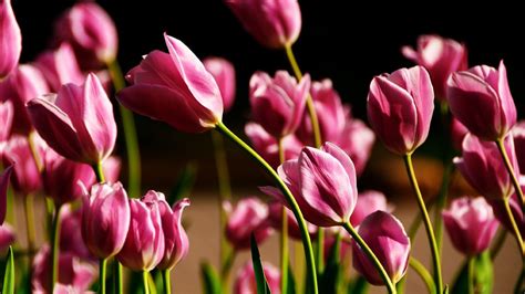 Download wallpaper for 1024x600 resolution | Pink Tulips Close-Up | colorful | Wallpaper Better