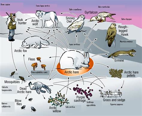 Biome Animals - The Tundra Biome Constructed By: M.A. Jones, C.D. Johns, & F.G. Crane