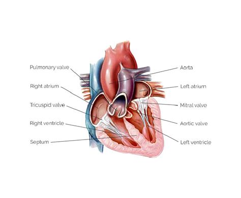 The Heart’s Valves - Dr Ramji Mehrotra