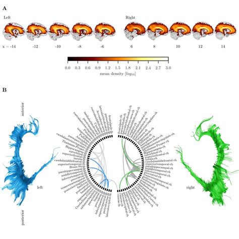 Structural connectivity of the cingulum. A: Average streamline density... | Download Scientific ...