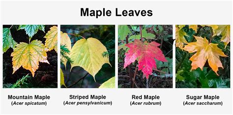 Sugar Maple Leaf Vs Red Maple Leaf