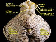 Superior colliculus - Wikipedia