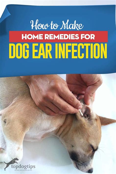 How to Make Home Remedies for Dog Ear Infection – Top Dog Tips