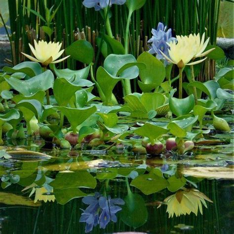 Common Water Hyacinth Koi Pond