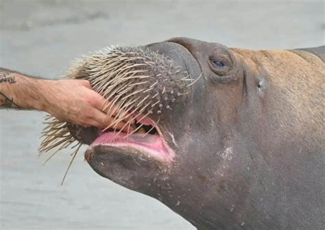 Walrus Behavior - AnimalBehaviorCorner