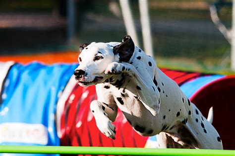 Top 10 Best Dogs for Agility Training