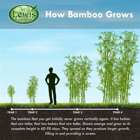 Black Bamboo - Lewis Bamboo