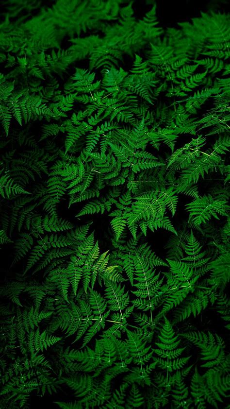 Leaves Plant Green, amoled plant HD phone wallpaper | Pxfuel