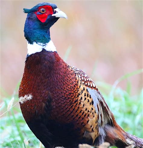 South Dakota Pheasant Opener Hunts - Buffalo Butte Ranch