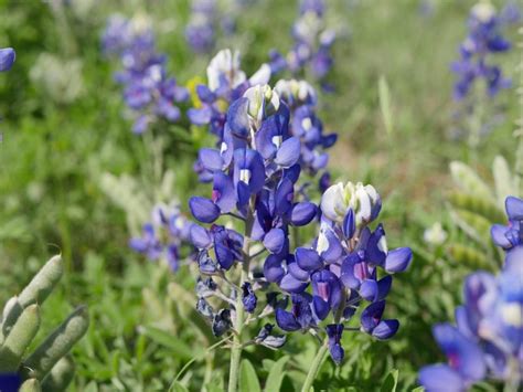 10 Gorgeous Blue Wildflowers to Surround Your Garden With - Garden and Happy