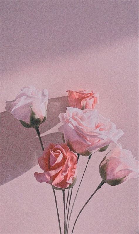 Delicate Beauty: Aesthetic Pink Roses