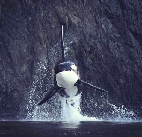 Epic photograph of Orca breaching, Canada : r/interestingasfuck