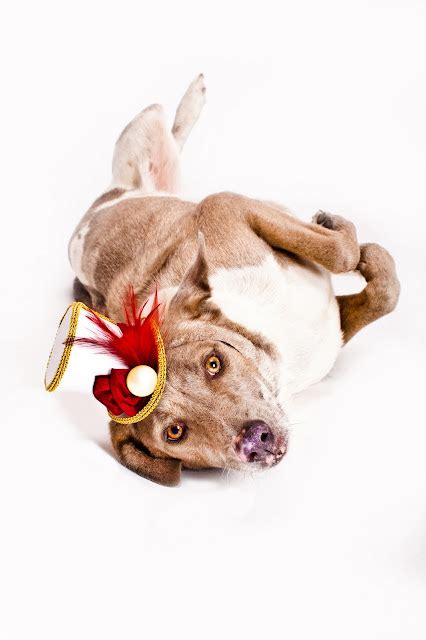 TwoBackFlats: Pet Photography Props