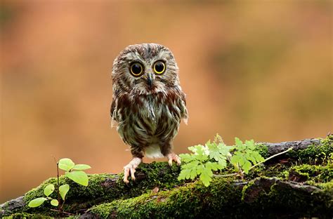 HD wallpaper: owl 4k ultra hd, bird, one animal, animal wildlife, animals in the wild ...