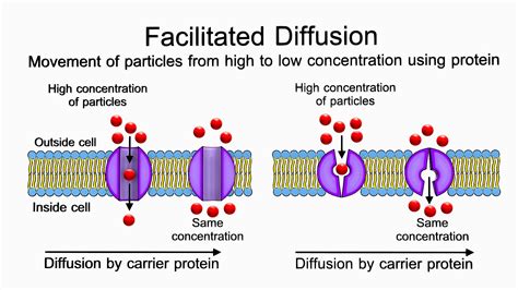 Facilitated Diffusion Animation