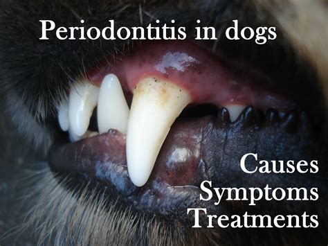 Periodontitis in dogs: causes, symptoms, treatments | The Happy Puppers