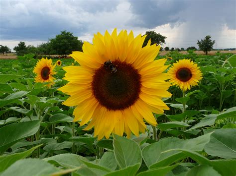 sunflowers – awkward botany