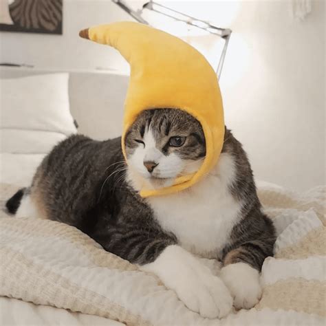 Banana Cat Costume – Petites Paws