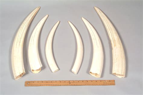 Canadian Ivory - Walrus, Narwhal, Mammoth and Elephant Tusk for Sale