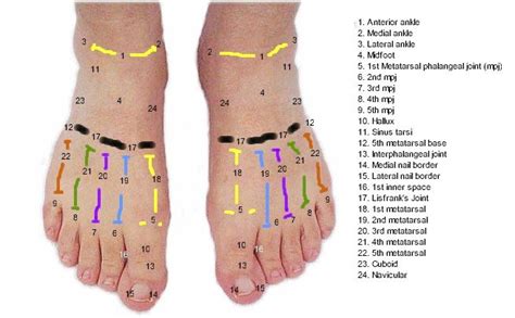 Anatomy Of Dorsal Foot