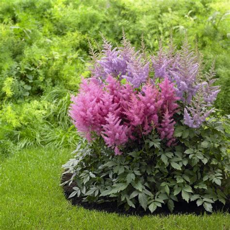 Growing Astilbes | HGTV